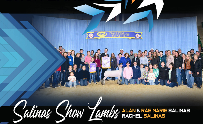 Salinas Show Lambs